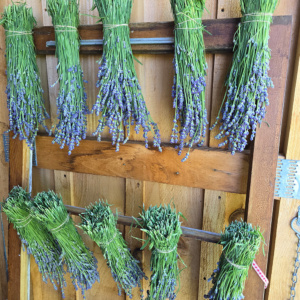 Fresh & Dried Bundles (Seasonal Item)